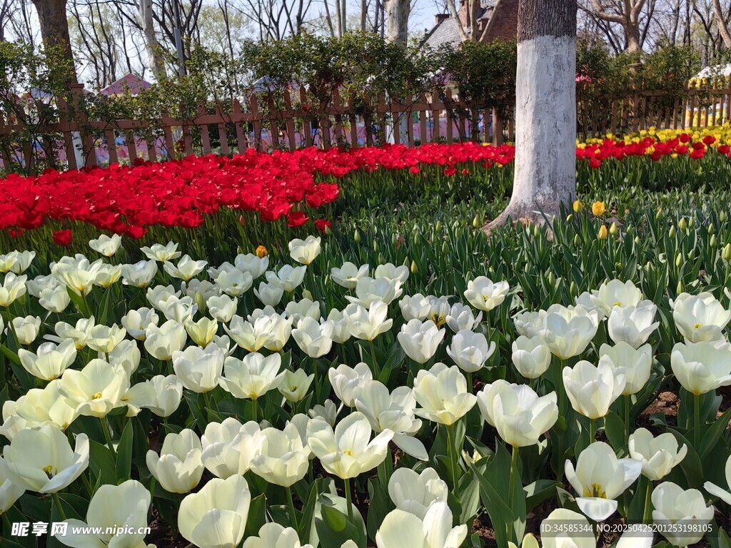 多彩郁金香花海美景