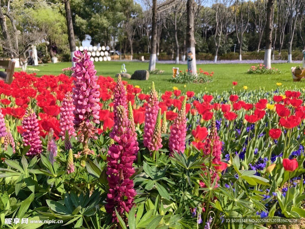 春日绚烂花丛景观