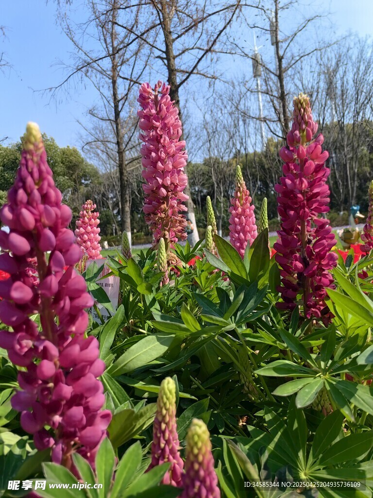 艳丽羽扇豆花绽放