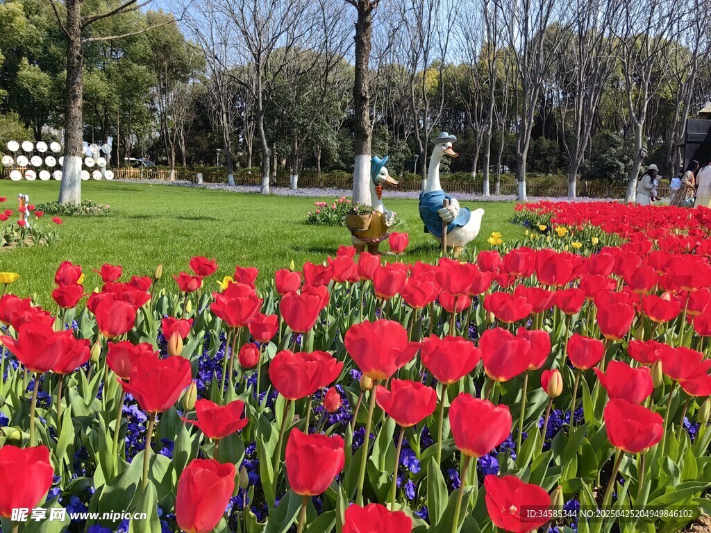 春日烂漫郁金香花海