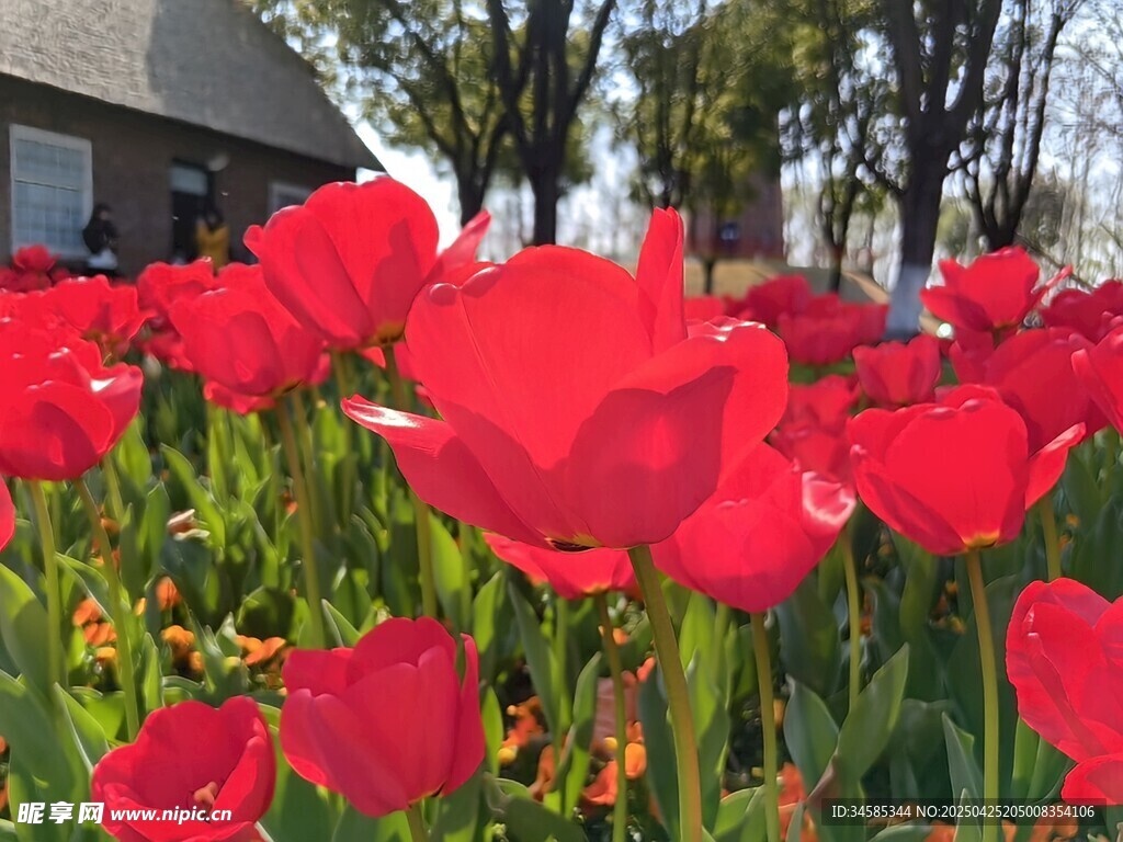 鲜艳红郁金香绽放美景