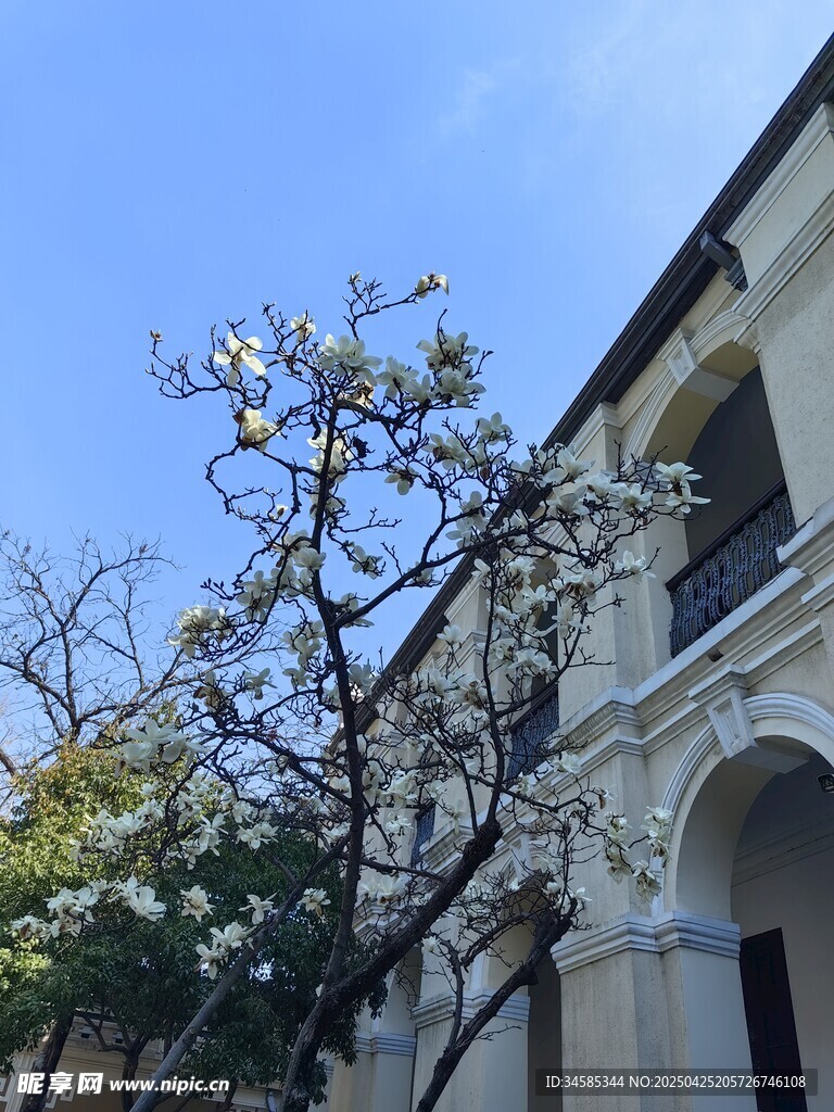 春日繁花映欧式建筑
