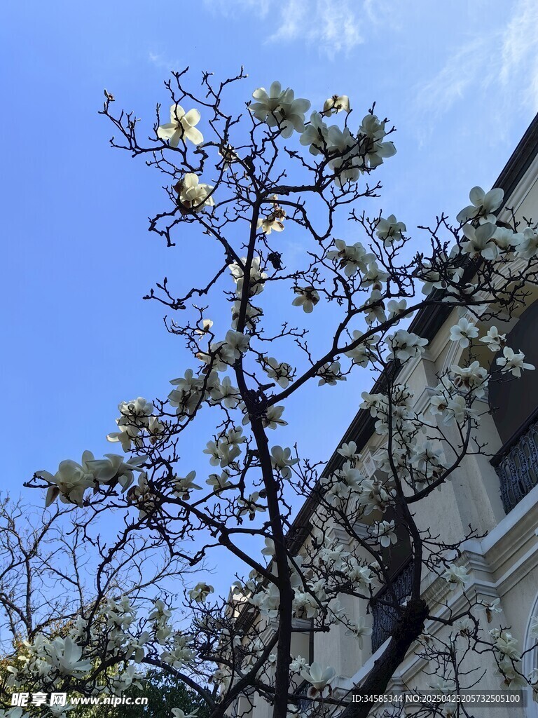 枝头繁花映蓝天