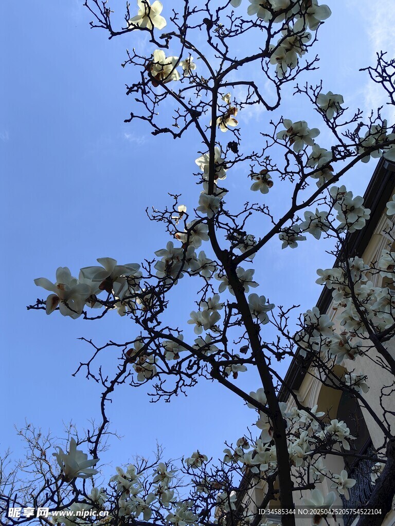 蓝天映衬下的繁茂树枝
