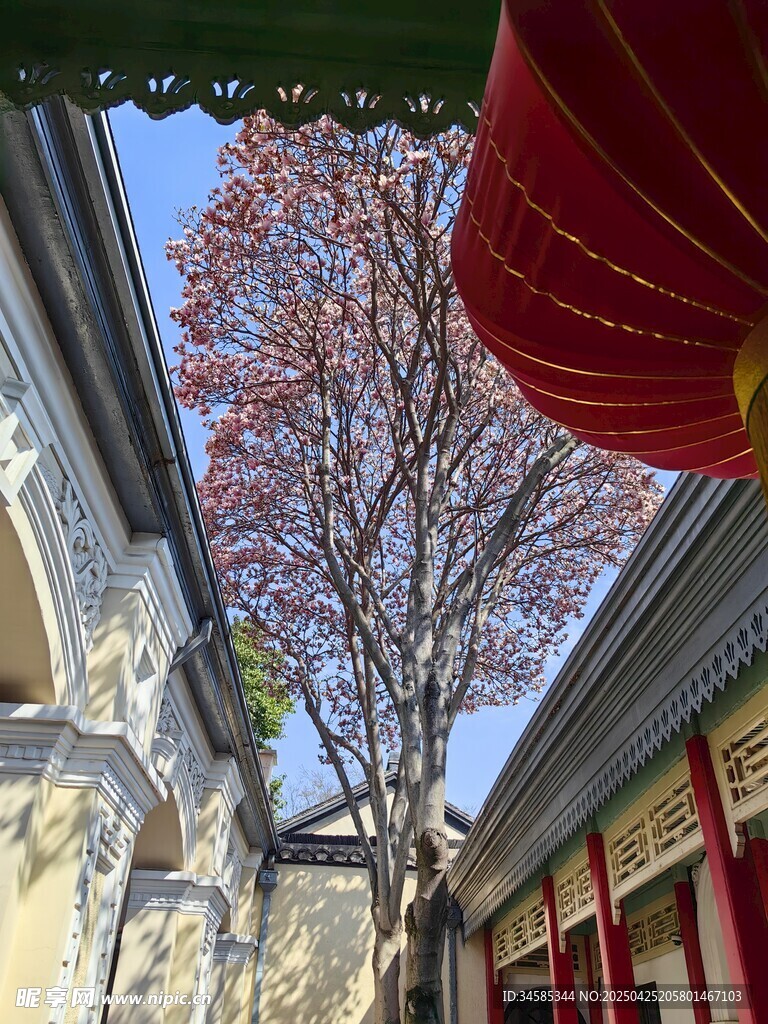 古巷红灯笼与繁花相映