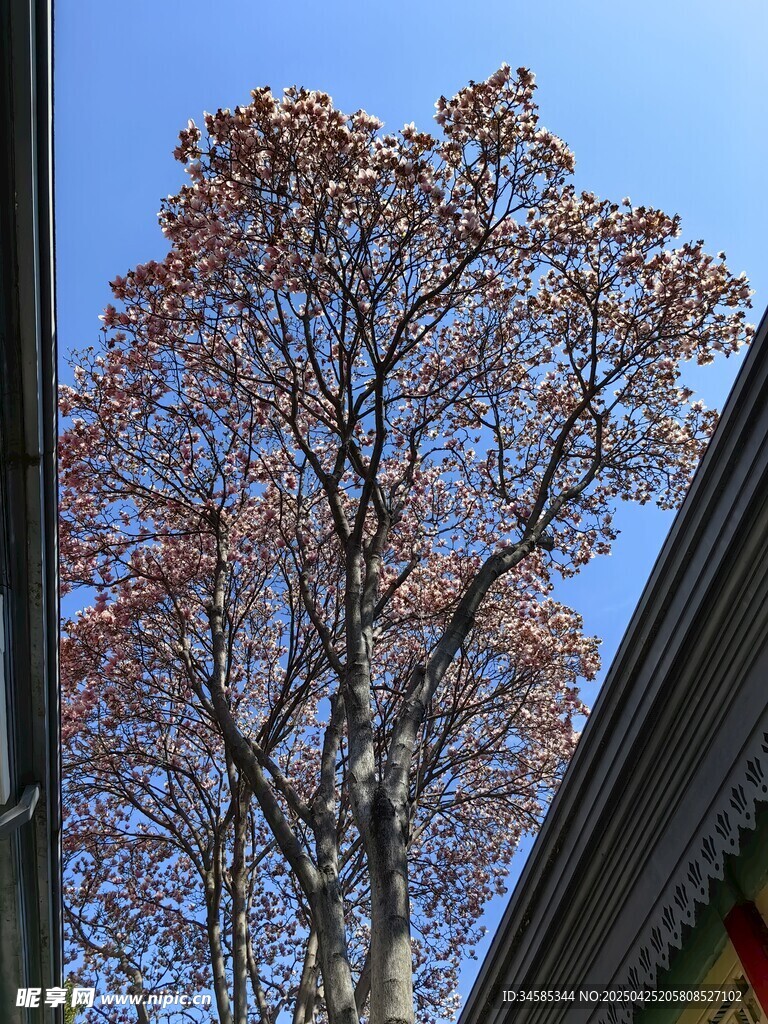 蓝天映衬下的绚烂树木