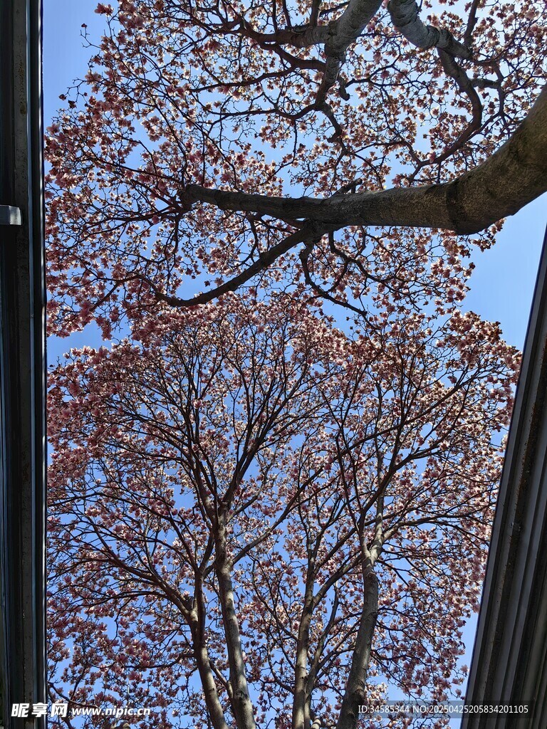 窗外红叶树枝映蓝天