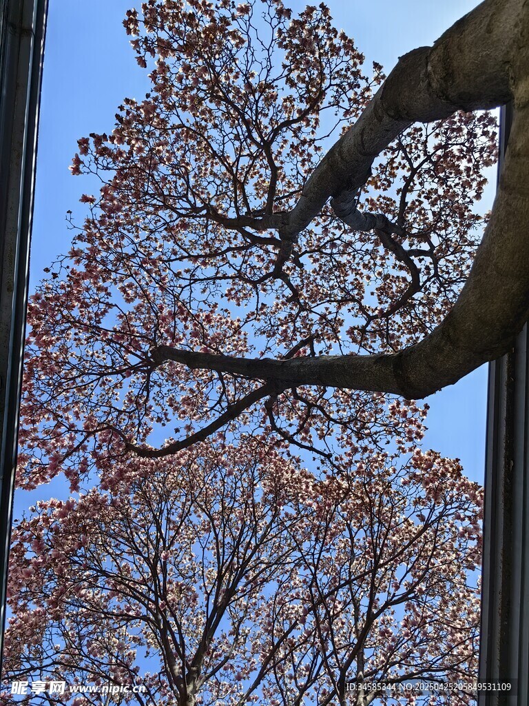 玉兰树  