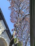 秋日屋旁红叶树