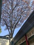 古建旁的红叶树