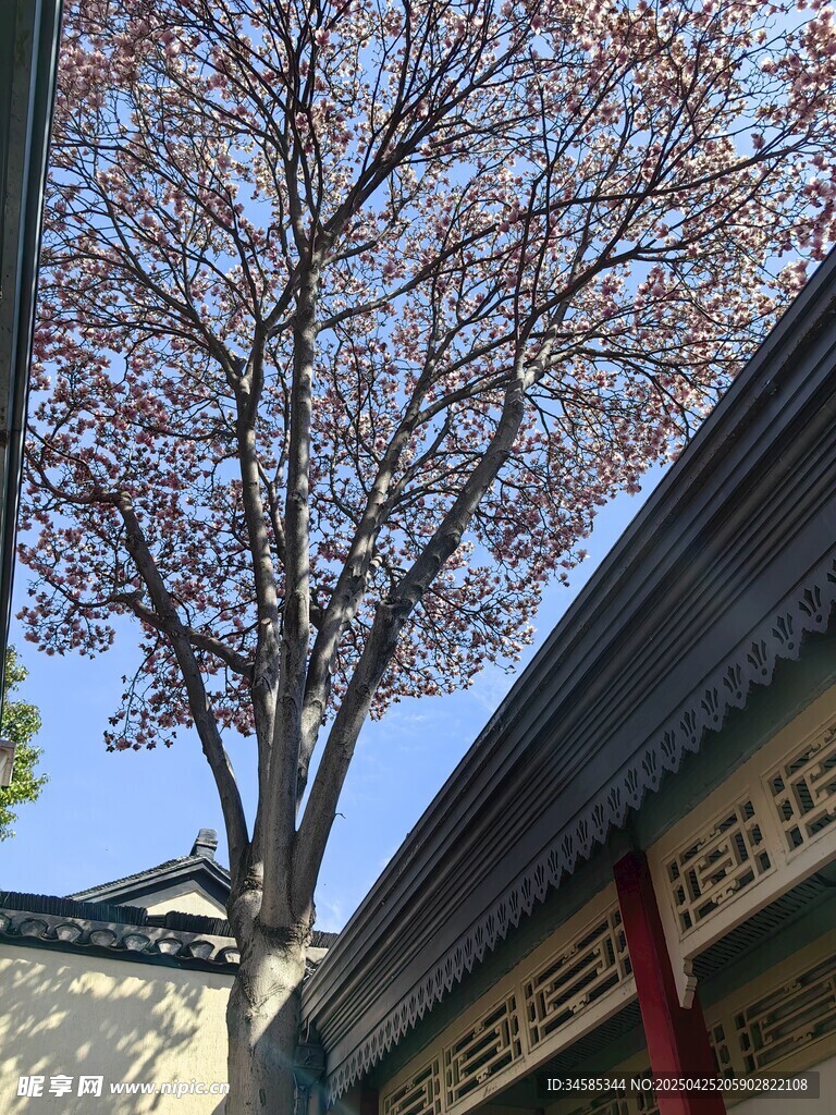古建旁的红叶树