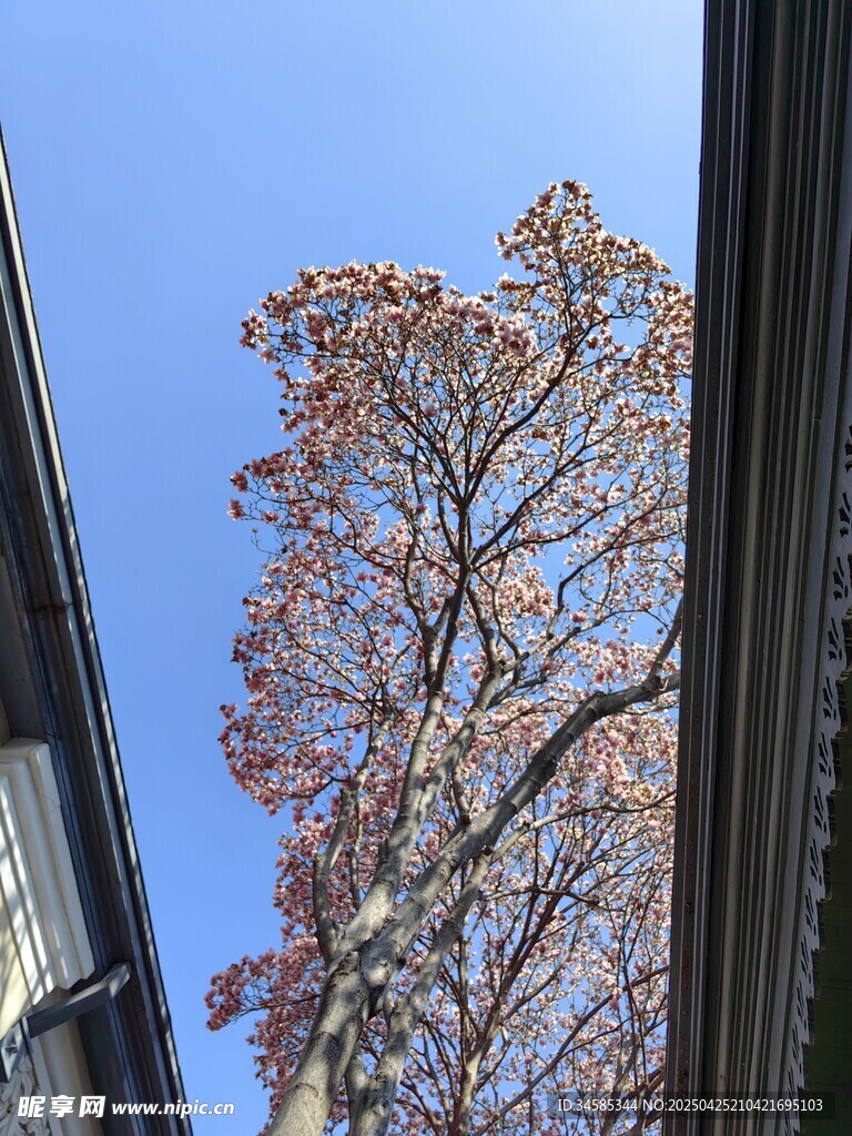 蓝天映衬下的树木与建筑