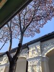 古建旁的树木与蓝天景致