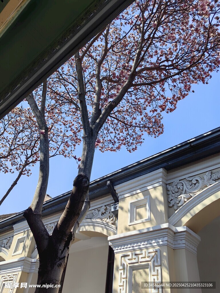 古建旁的树木与蓝天景致