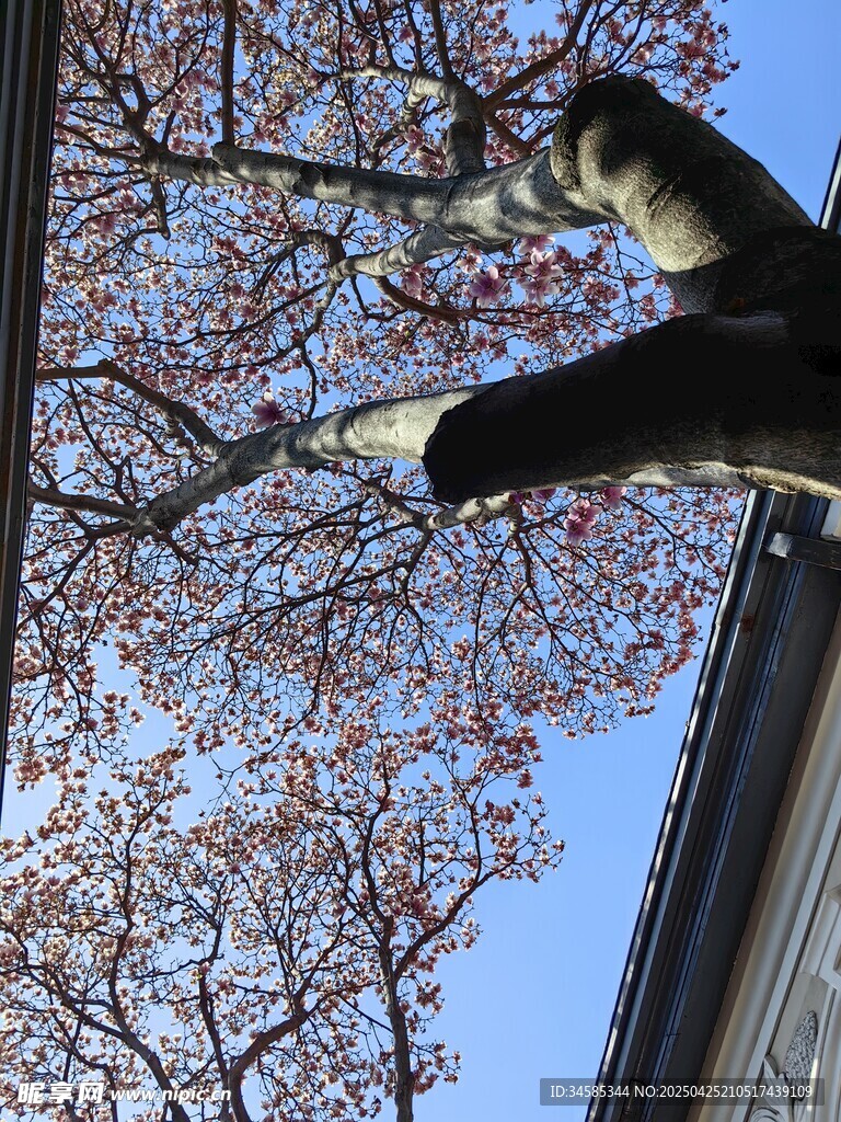 枝头繁花映蓝天