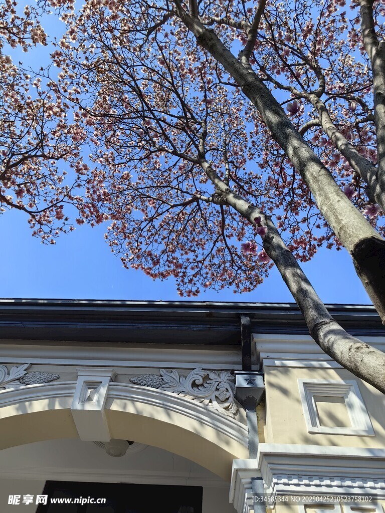 春日屋檐下的玉兰与蓝天