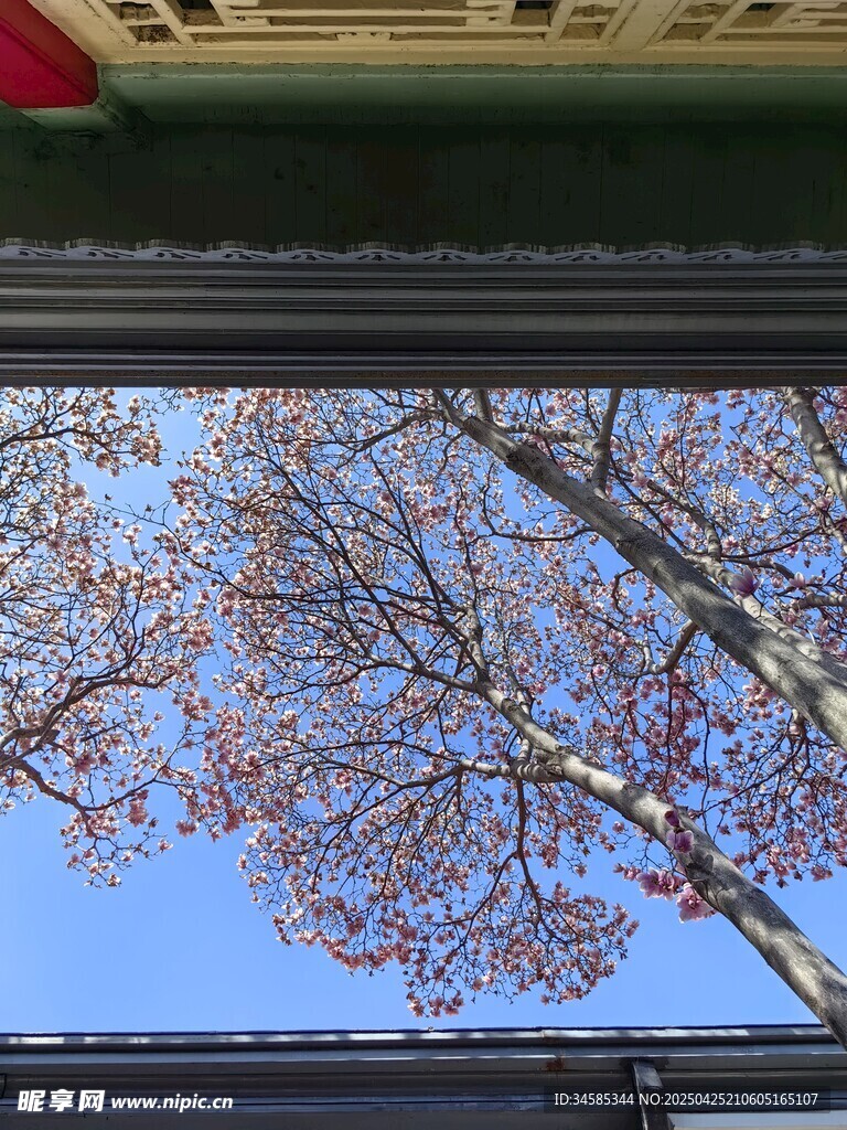 透过屋檐望秋日树枝蓝天