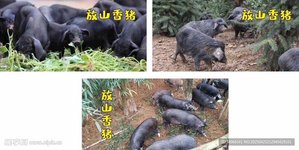 香猪
