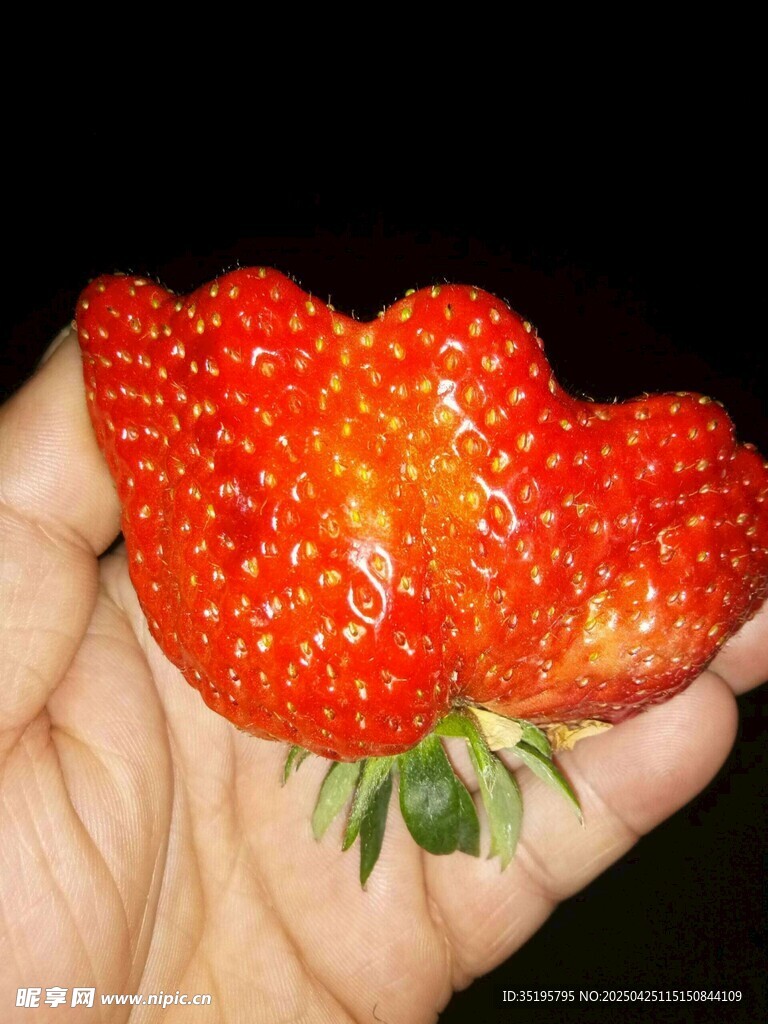 奇特异形草莓被手托举