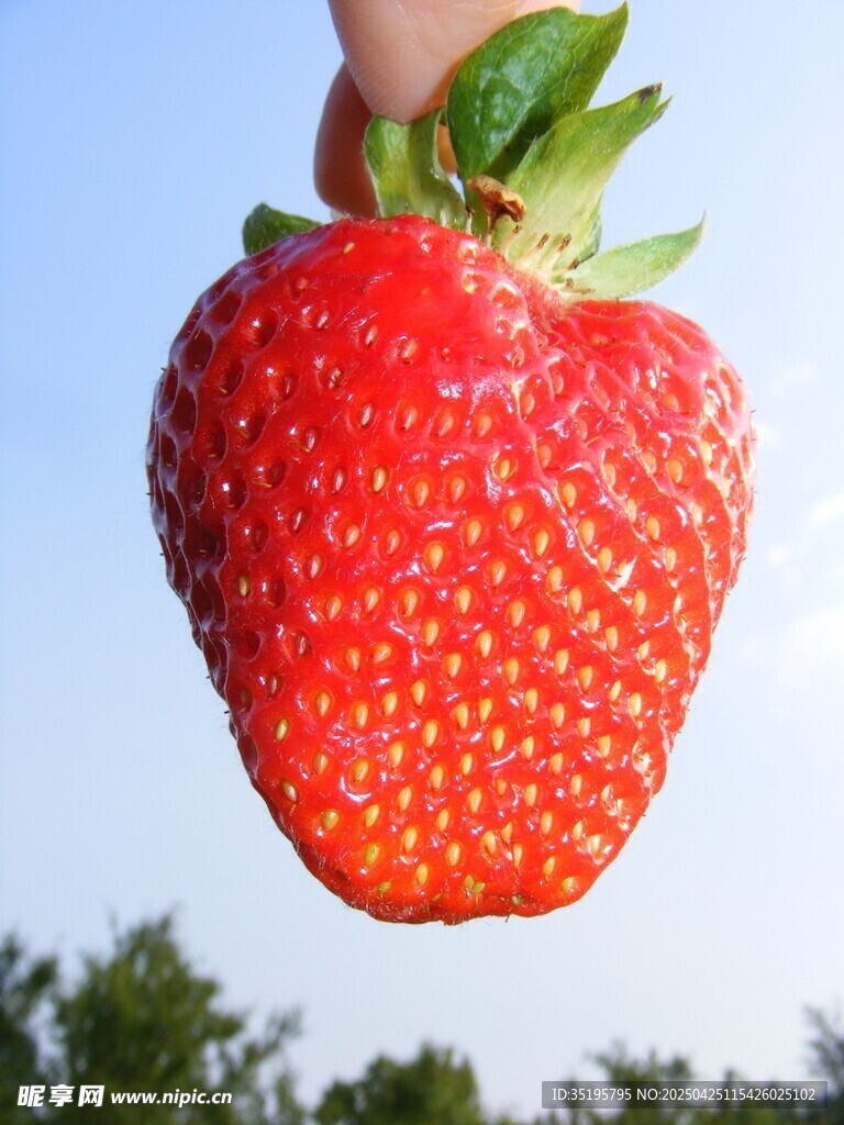 手托鲜红饱满大草莓