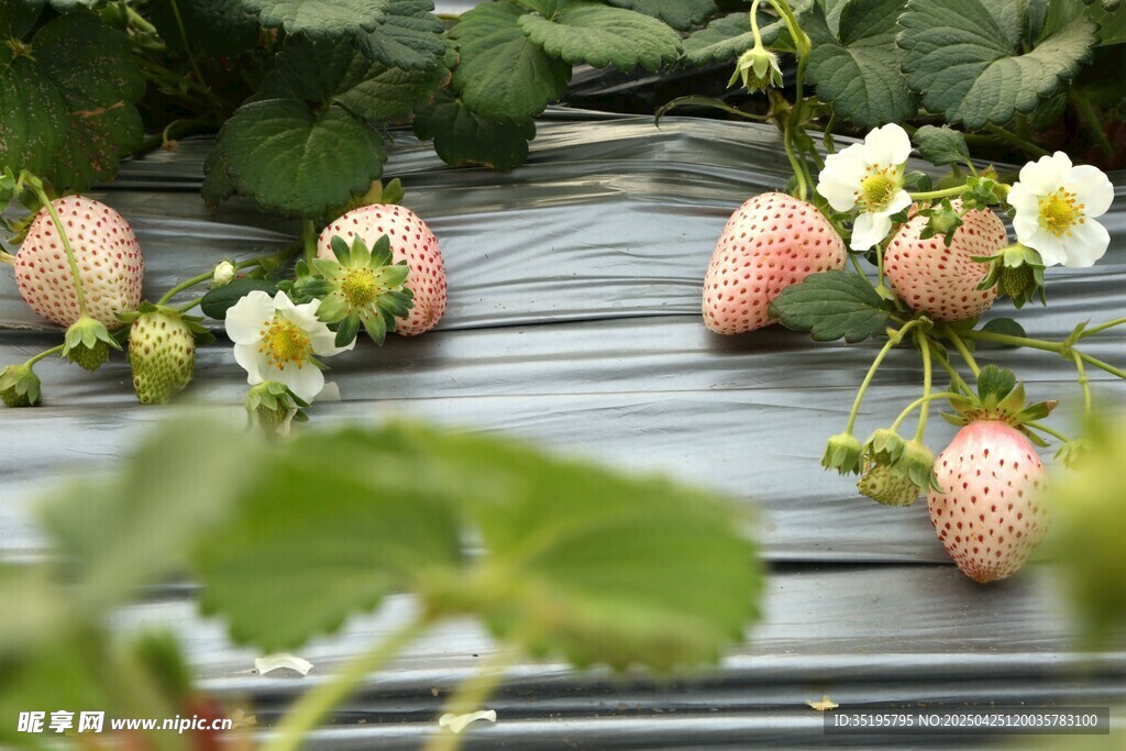 田间成熟草莓与绿叶白花