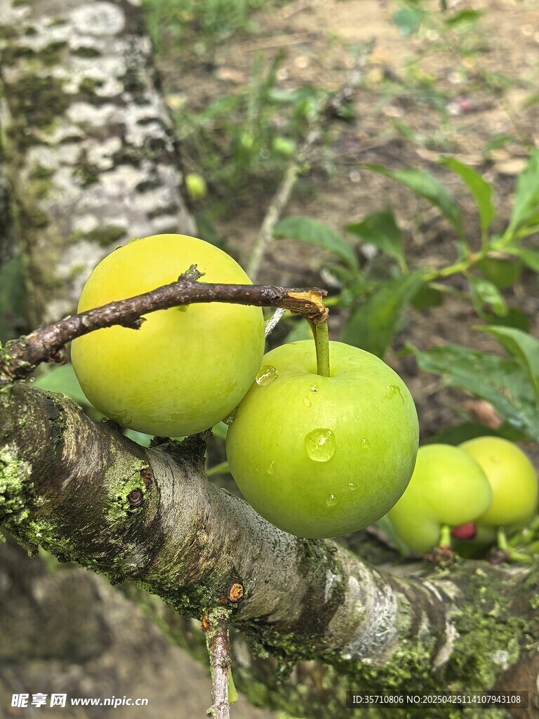 树枝上的青嫩果实