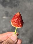 手捧鲜红草莓特写