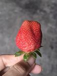 手托鲜红草莓特写