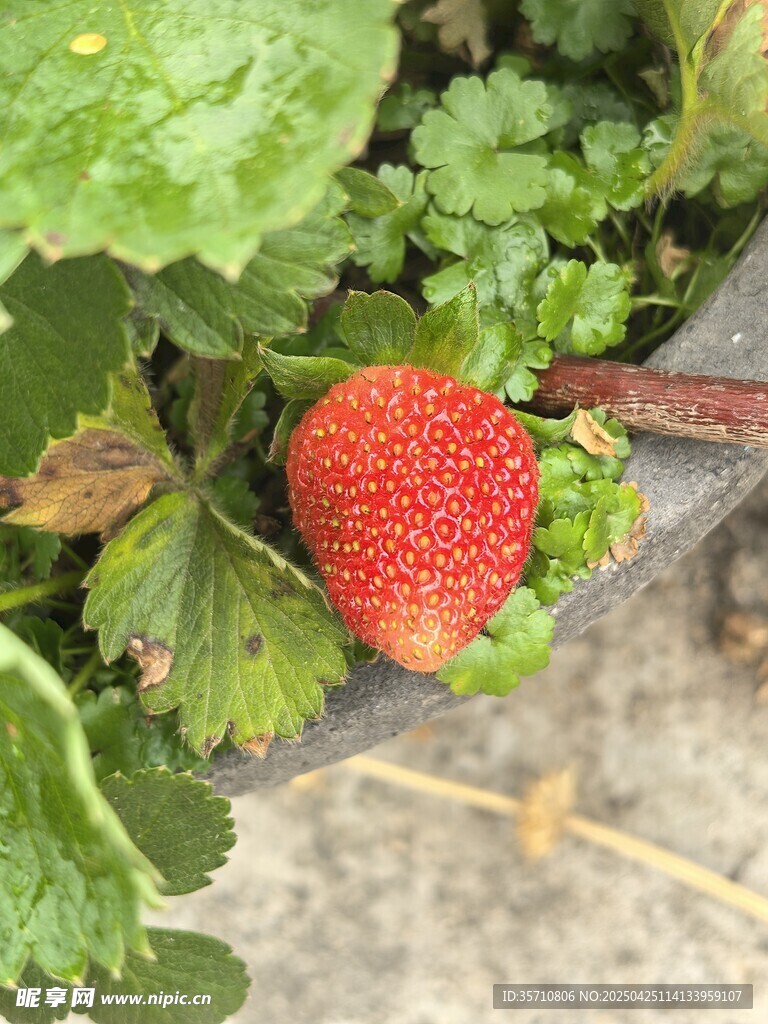 成熟草莓长于绿叶间