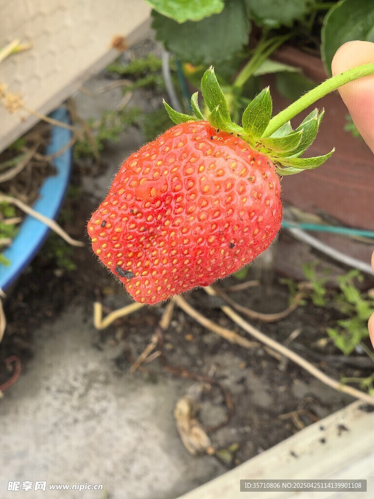 新鲜采摘的诱人草莓