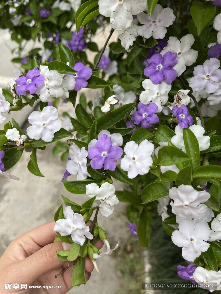 手触双色长春花