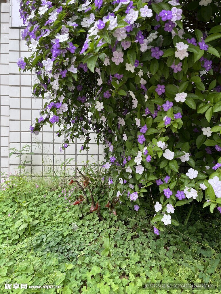 鸳鸯茉莉