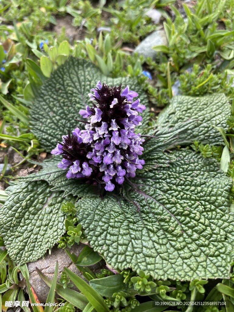 独一味藏花