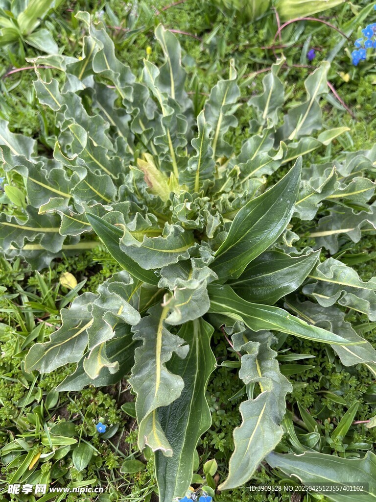 绿叶植物特写