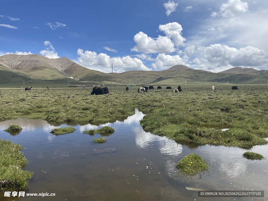 玉树大草原湿地风光