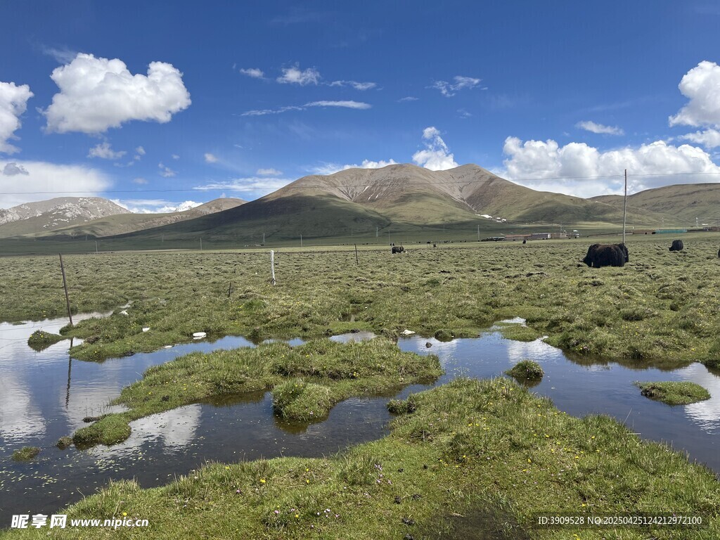 玉树湿地美景
