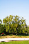 公园垂柳美景