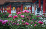 菏泽牡丹