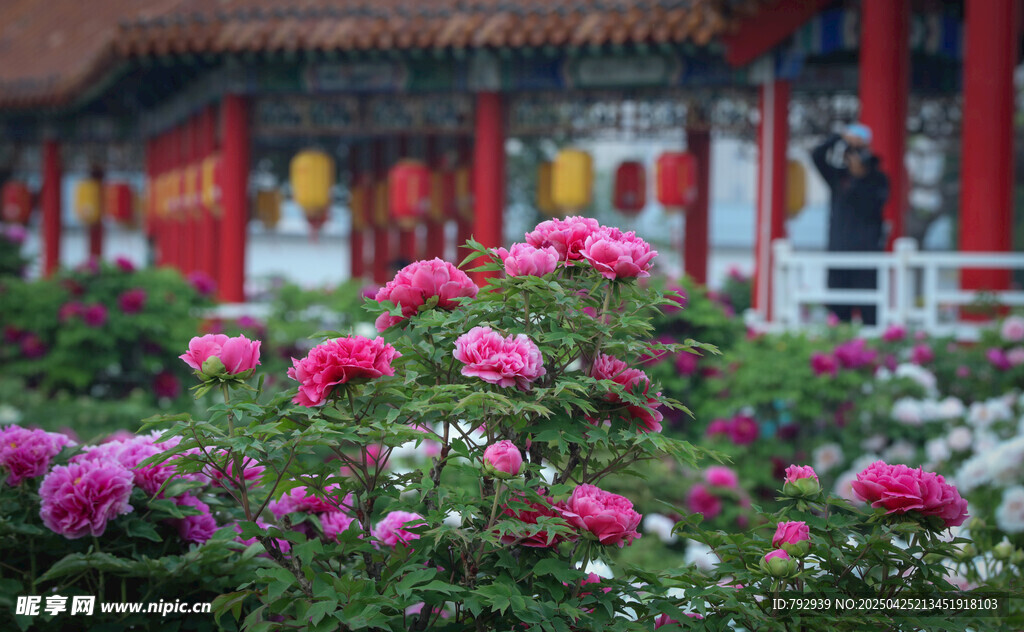 菏泽牡丹