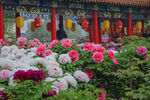 菏泽牡丹