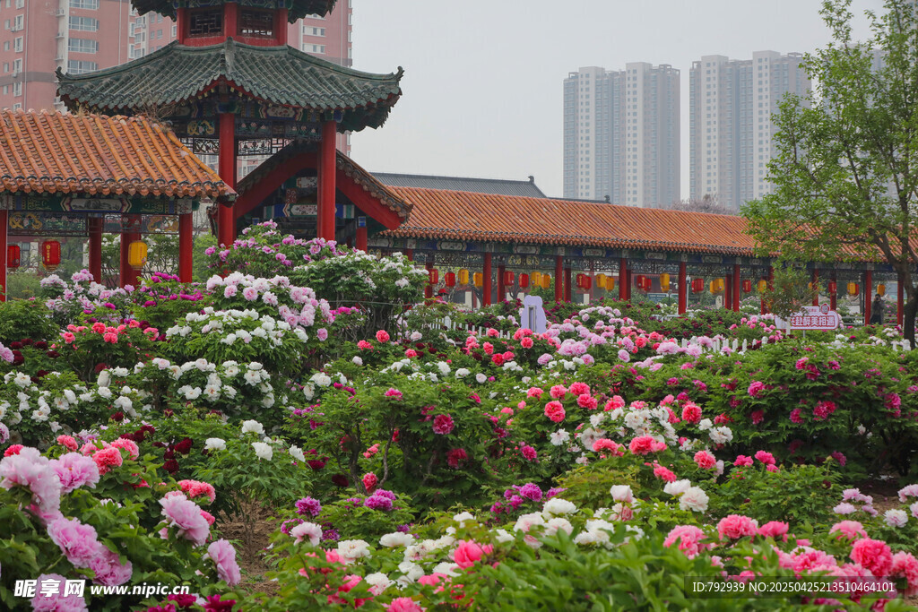 菏泽百花园牡丹