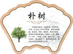 朴树植物介绍牌