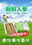 新鲜人参