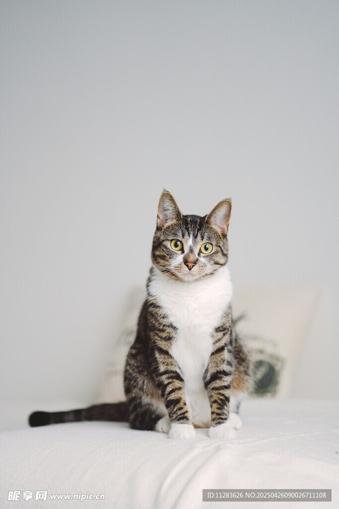 可爱猫咪端坐沙发