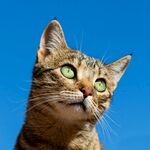 仰望蓝天的可爱猫咪