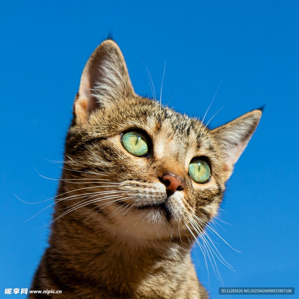 仰望蓝天的可爱猫咪