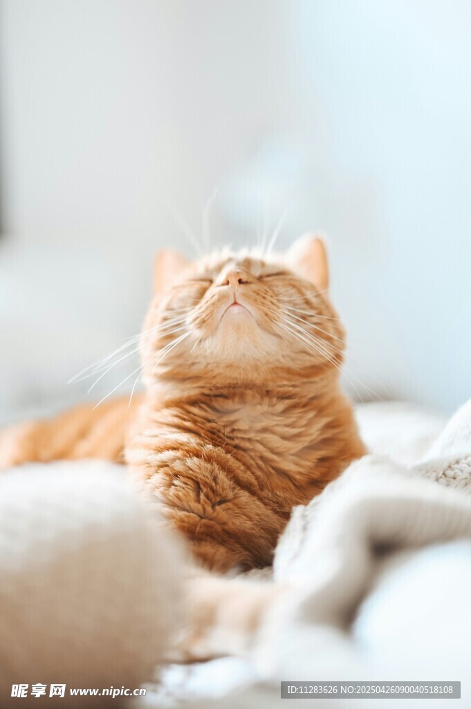 慵懒橘猫惬意躺卧