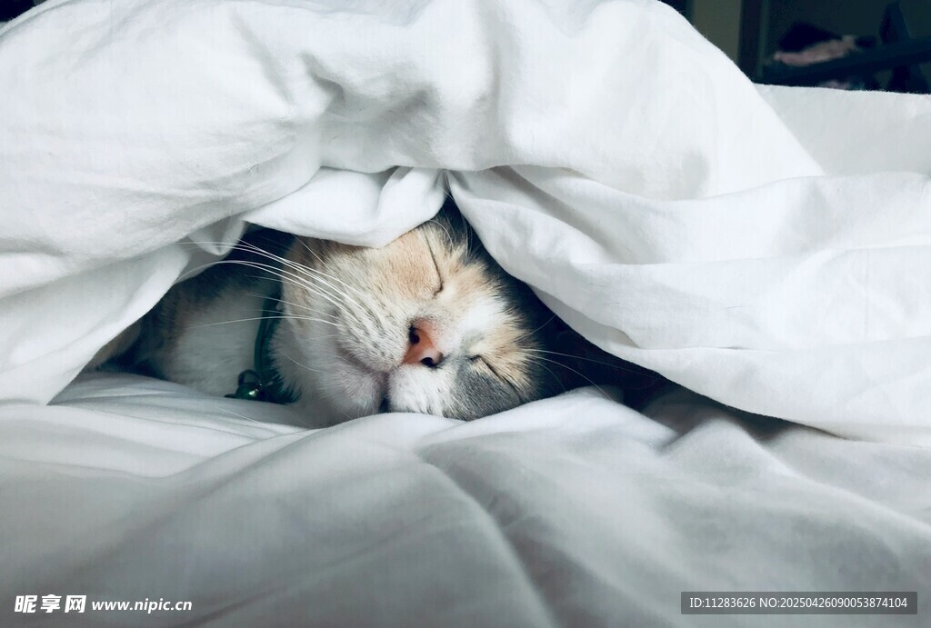 被窝里酣睡的可爱猫咪