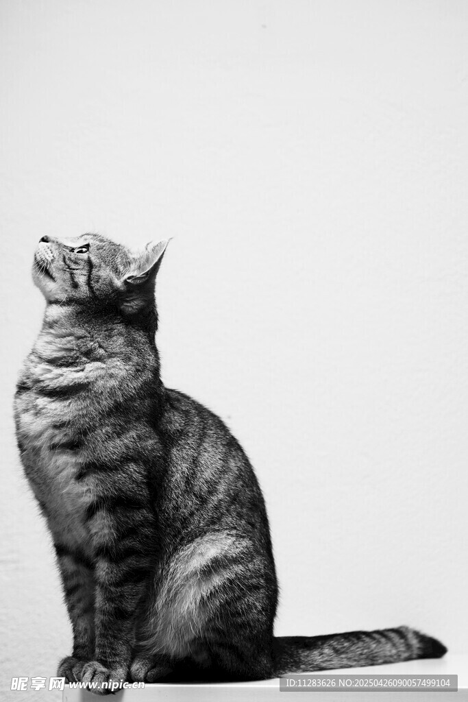 猫咪黑白特写