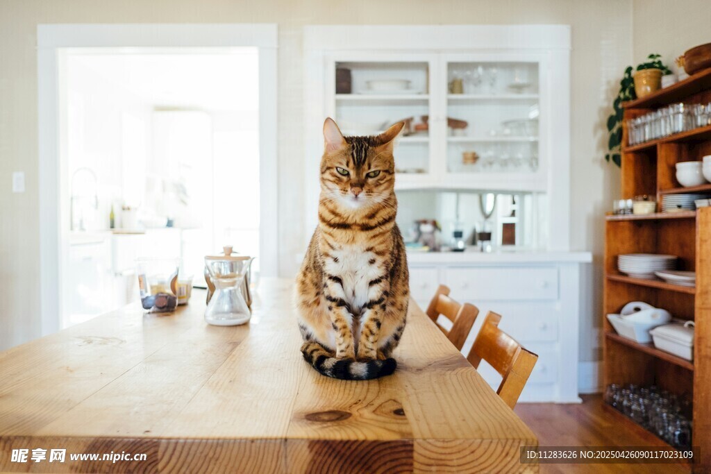 猫咪端坐于木质餐桌之上